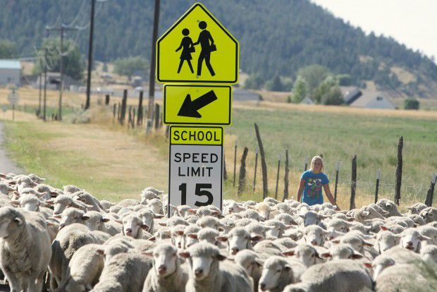 Sheep